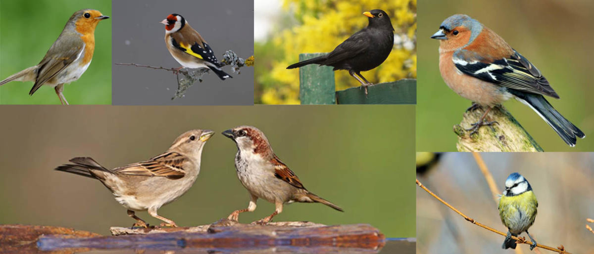 Permalink to: Animation oiseaux des jardins