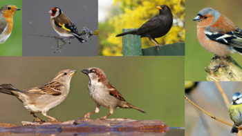 Permalink to: Animation oiseaux des jardins