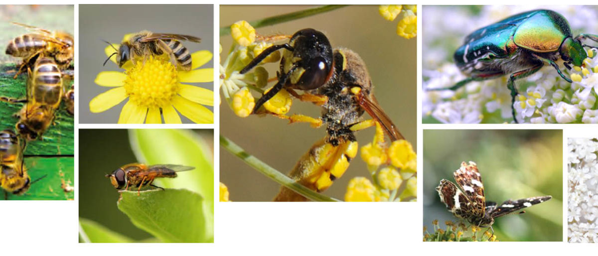 Permalink to: Atelier sur les pollinisateurs sauvages