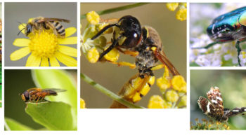 Permalink to: Atelier sur les pollinisateurs sauvages